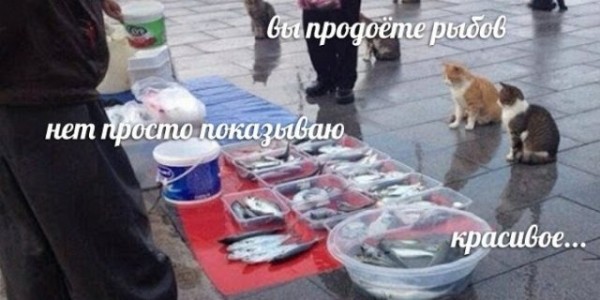 От кота Бендера до Евгения Понасенкова: пользователи выбрали лучшие мемы 2021 года