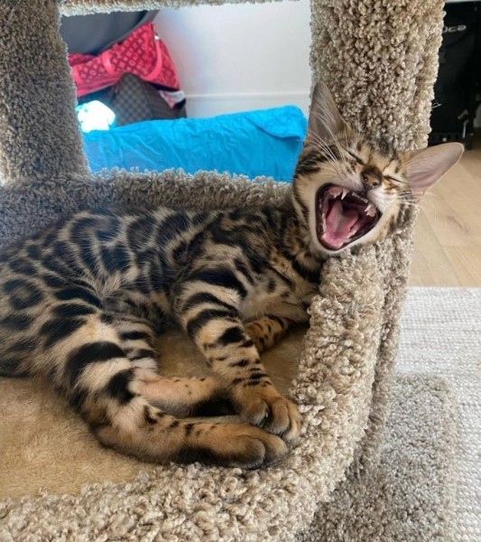 Меган Фокс и Machine Gun Kelly показали нового члена семьи